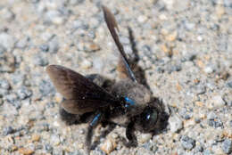 Imagem de Xylocopa californica Cresson 1864