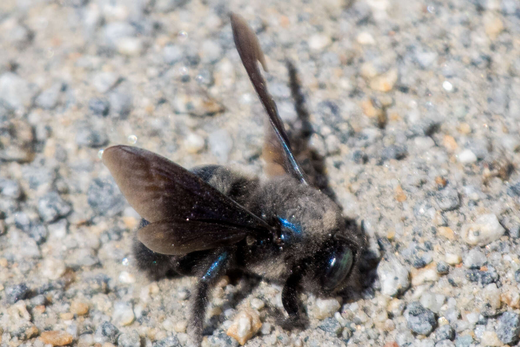 Image of Western Carpenter Bee