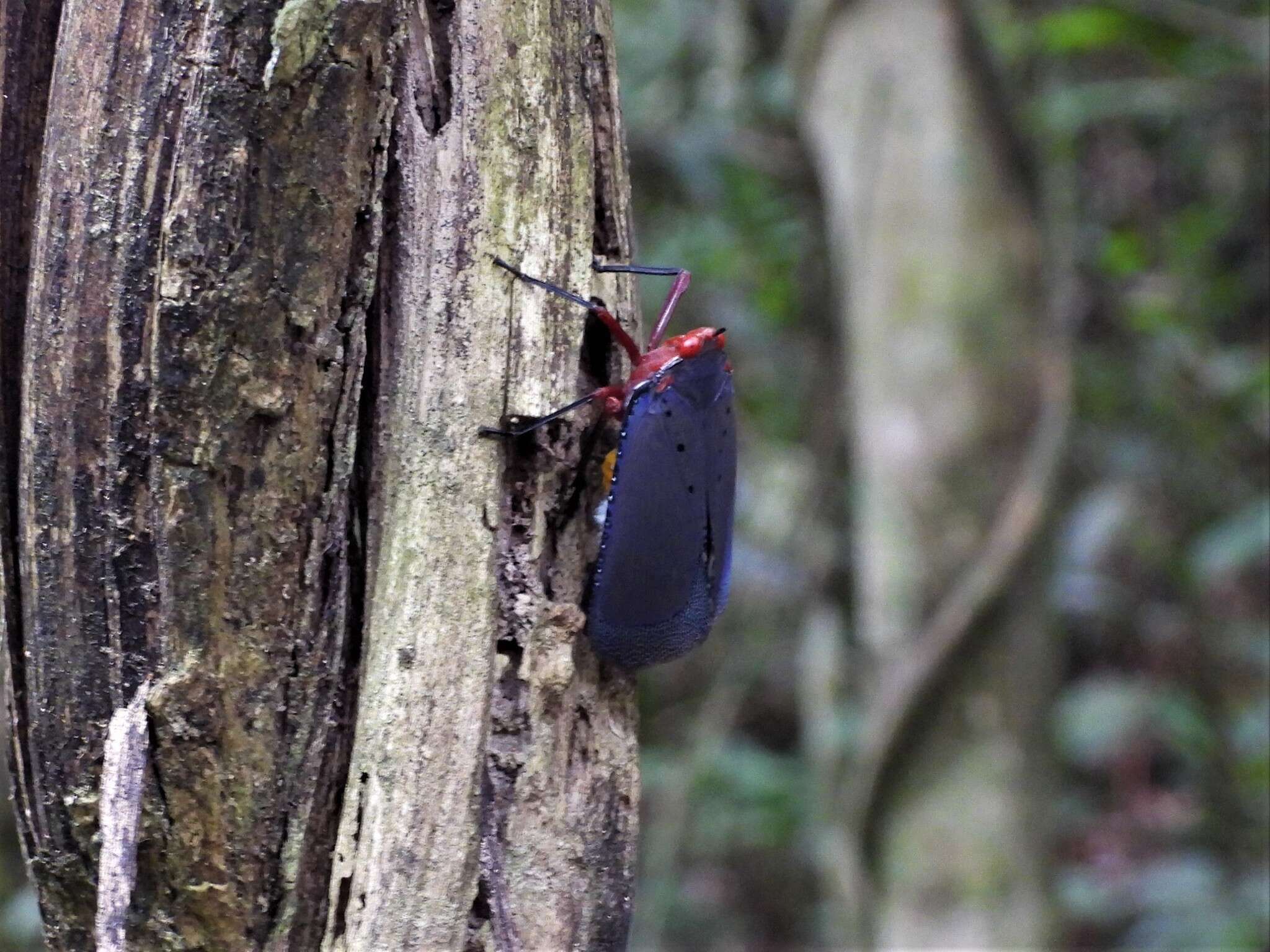 Image of Kalidasa nigromaculata (Gray 1832)