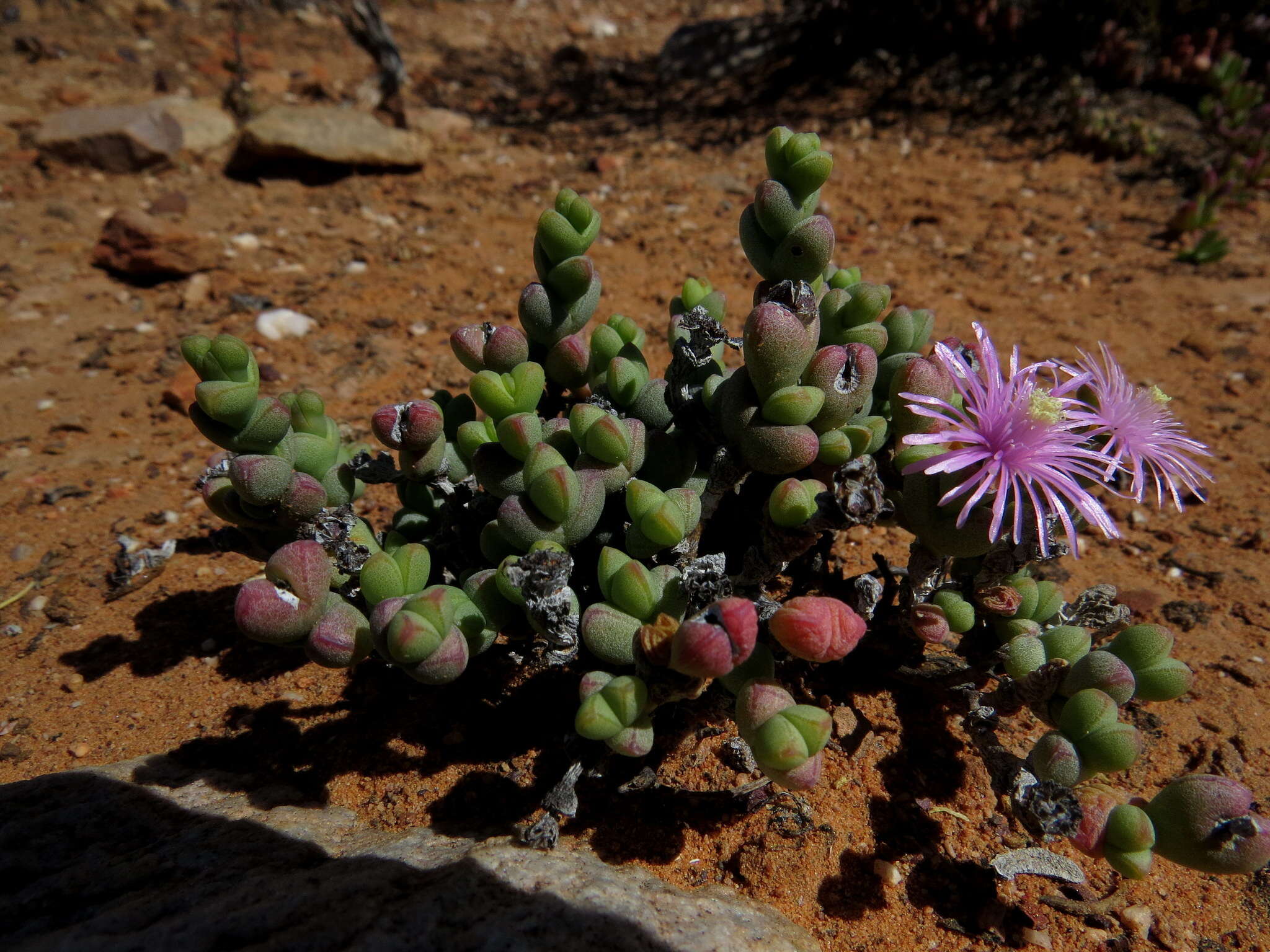 Image of Octopoma quadrisepalum (L. Bol.) H. E. K. Hartm.