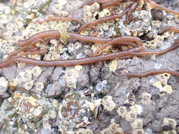 Image of Nemalion elminthoides (Velley) Batters 1902