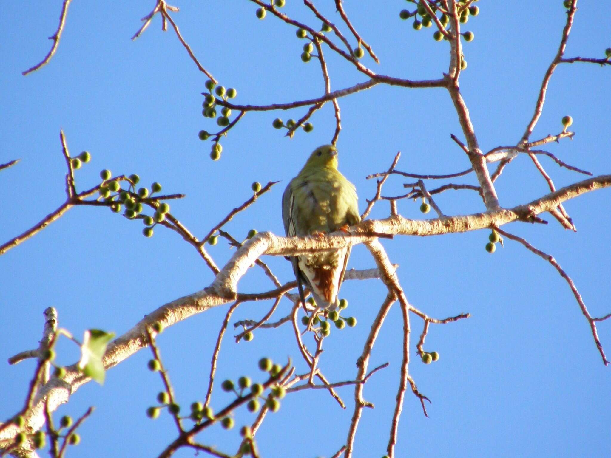 صورة Treron australis (Linnaeus 1771)