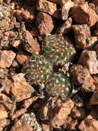 Image of mountain ball cactus