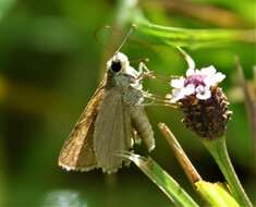 Image of Neamathla Skipper