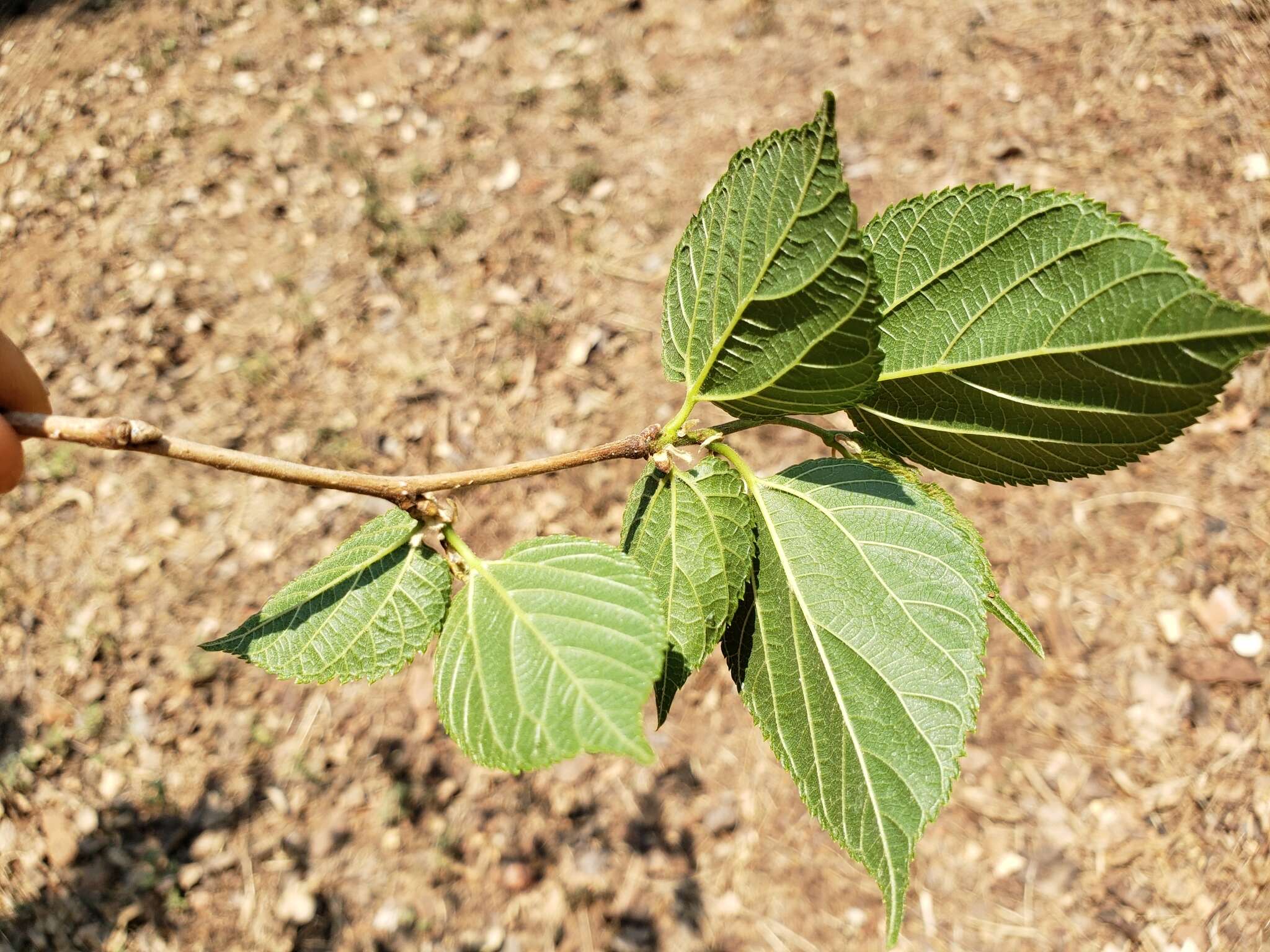 Image of Morus celtidifolia Kunth