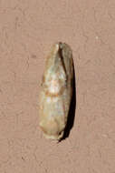 Image of Cochylis caulocatax Razowski 1984