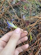 Image of pine barren gentian