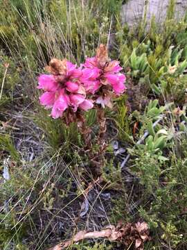 Image of Waxy satyr orchid