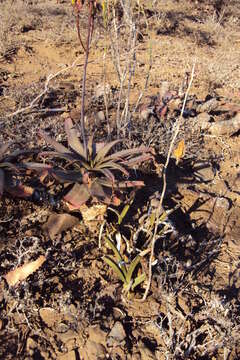 Image of Eulophia petersii (Rchb. fil.) Rchb. fil.