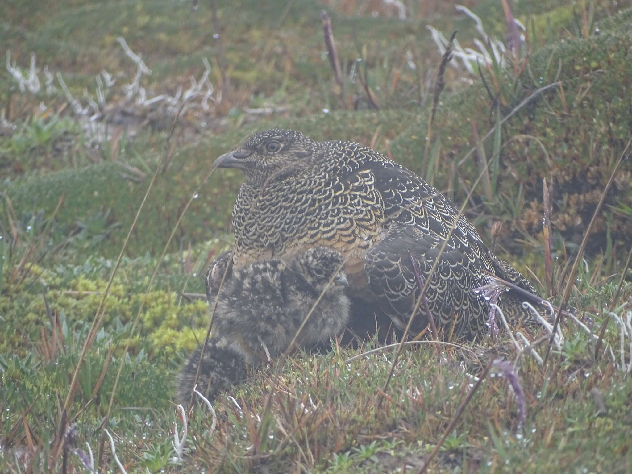 Sivun Isoylänköjuoksijat kuva