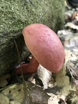 صورة Boletus carminiporus Bessette, Both & Dunaway 1998