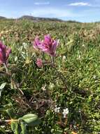 Image of Raup's Indian paintbrush