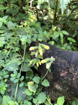 Image of Salvia japonica var. formosana Murata