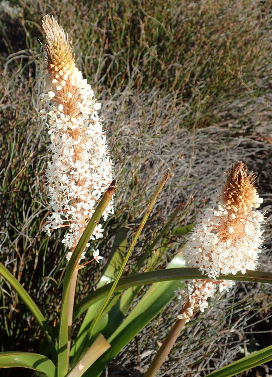 Imagem de Bulbinella latifolia subsp. toximontana P. L. Perry