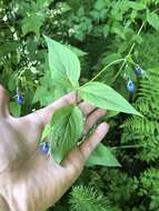 Imagem de Mertensia platyphylla A. A. Heller