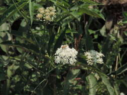 Image of corky-fruited water-dropwort