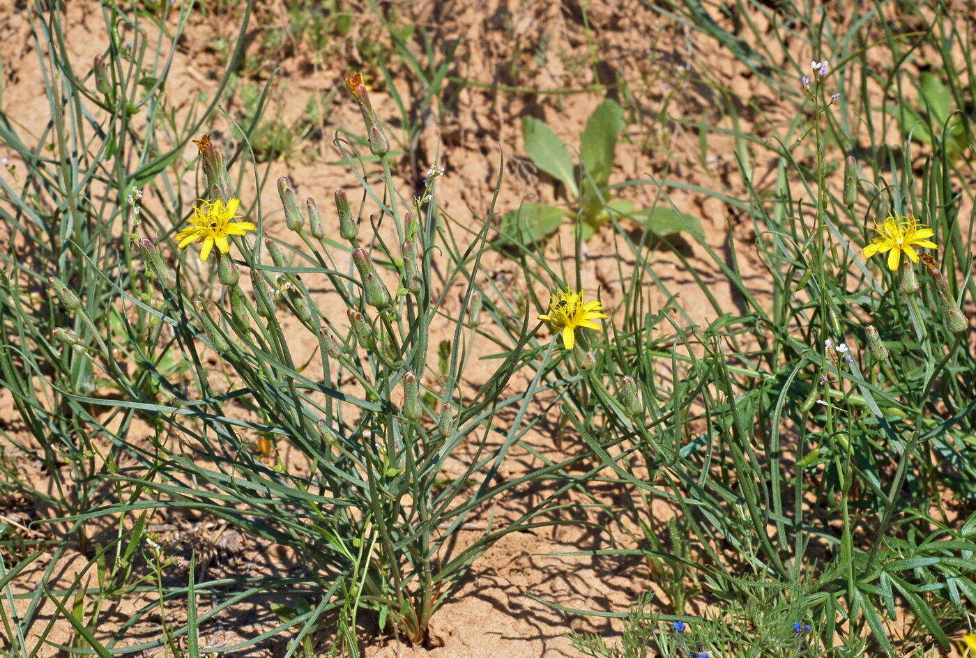 Image of Takhtajaniantha pusilla (Pall.) É. A. Nazarova