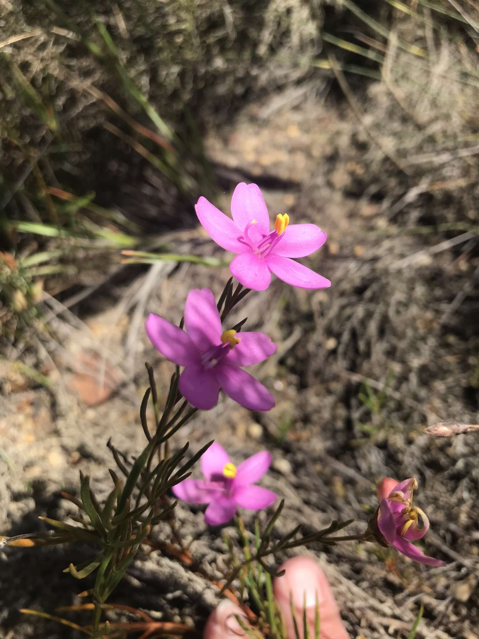 Image of Chironia linoides L.