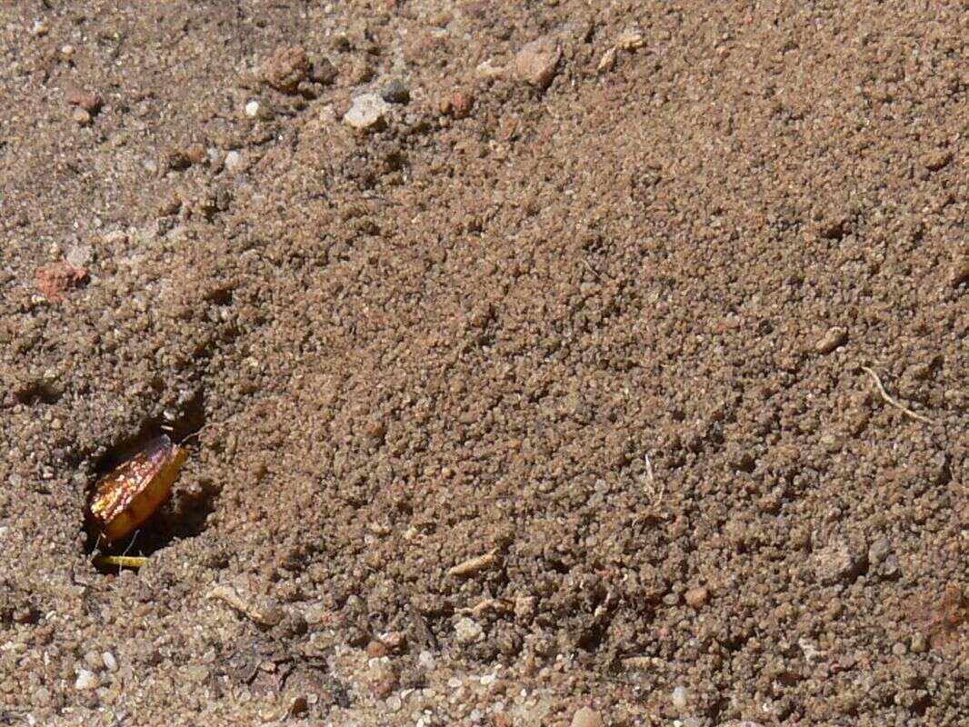 Philanthus triangulum diadema (Fabricius 1781)的圖片