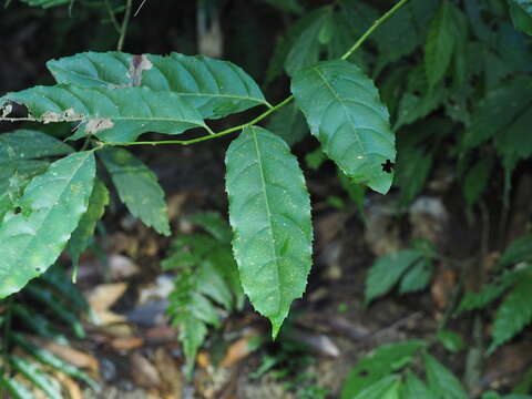 Image of Itea parviflora Hemsl.