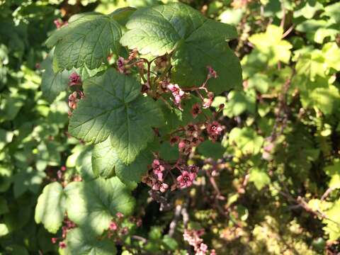 Image of trailing black currant