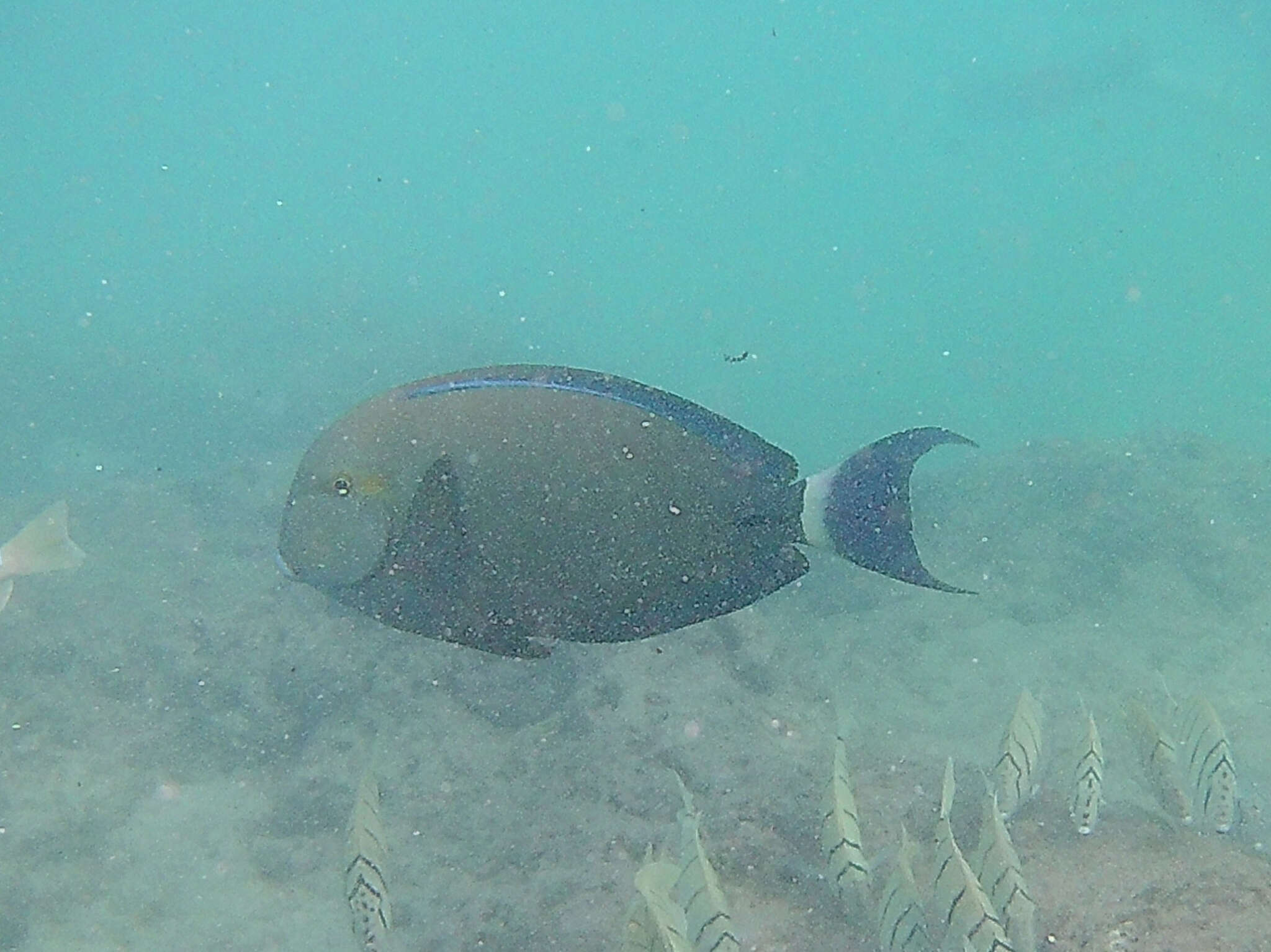 Image of Blue-banded Pualu