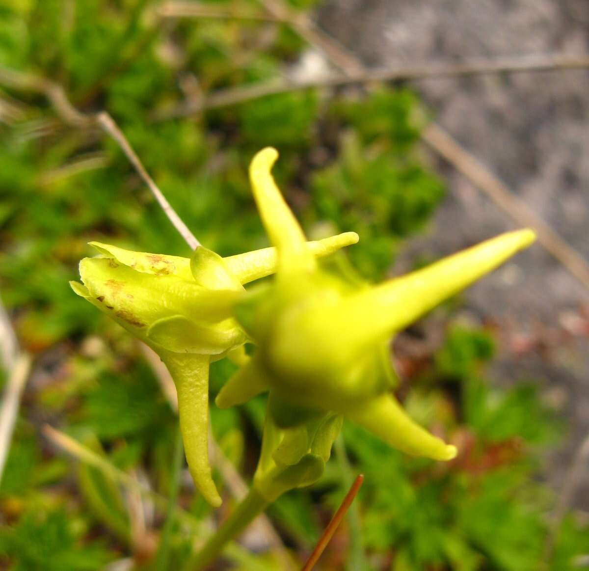 Image de Halenia serpyllifolia J. S. Pringle