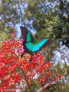 Image of Malabar Banded Peacock