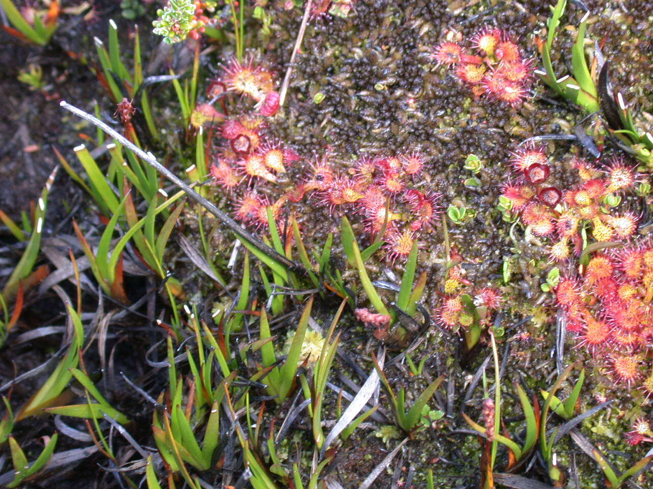 Image of Drosera uniflora Willd.