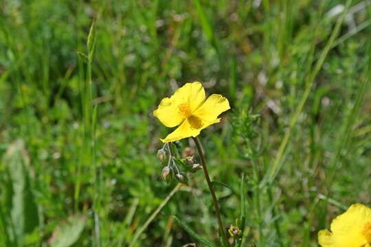 Image of Helianthemum nummularium subsp. obscurum (Celak.) J. Holub