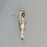 Image of Pale Gray Bird-dropping Moth