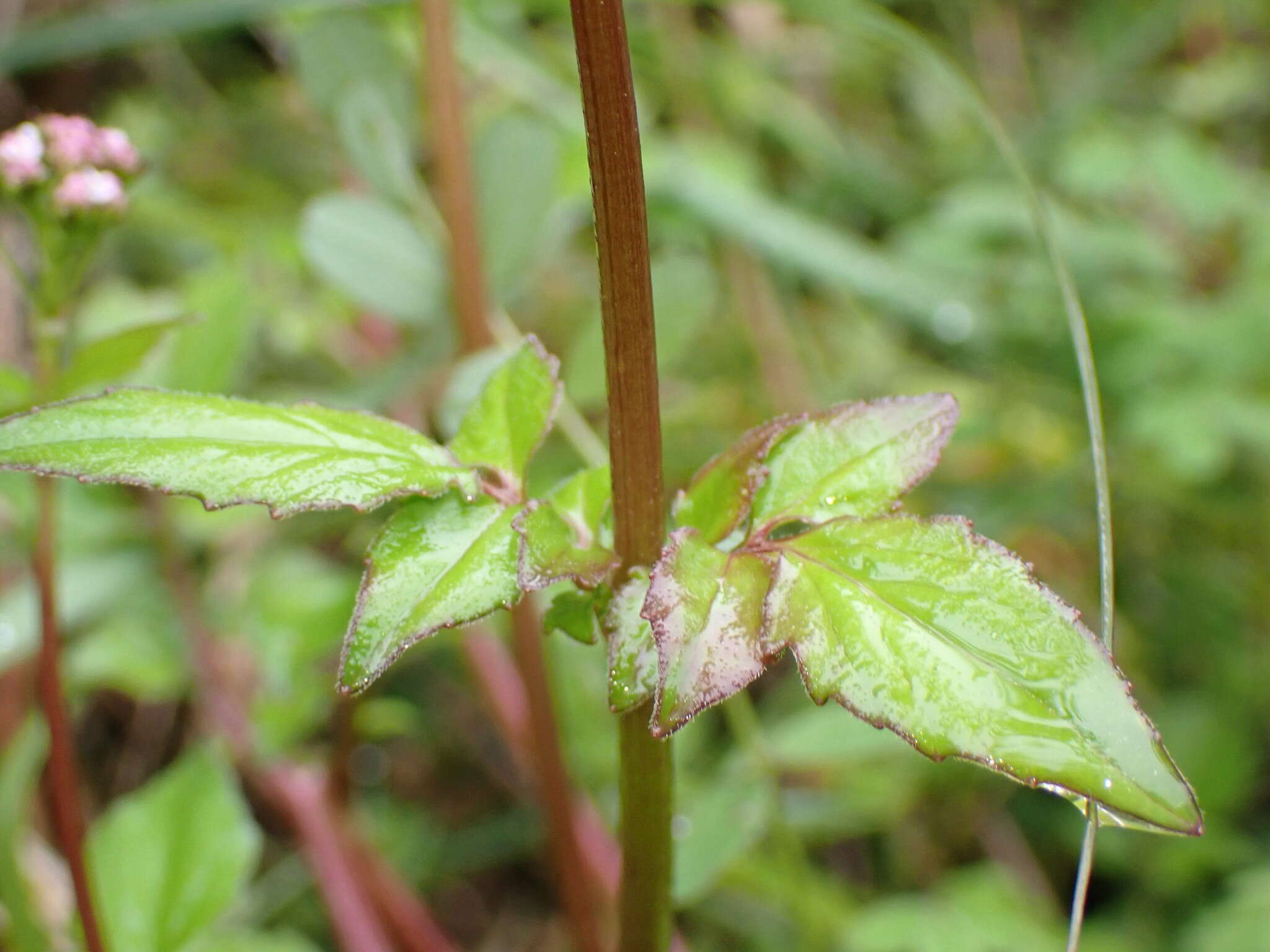 Image of Valeriana flaccidissima Maxim.