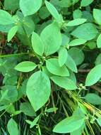 Image of grassleaf spurge