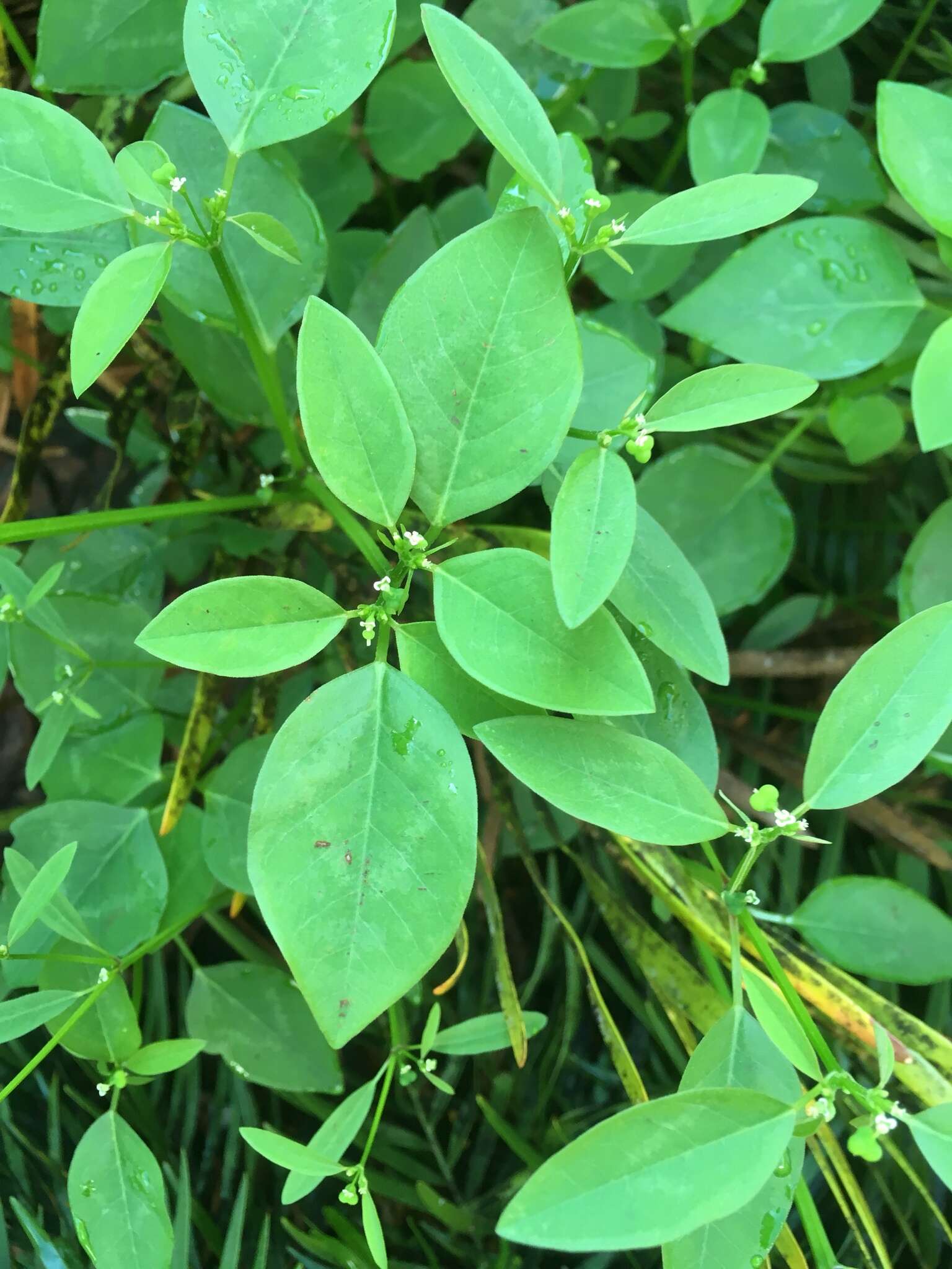 Image of grassleaf spurge