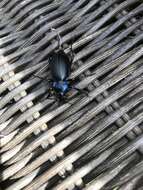 Image of Violet Ground Beetle