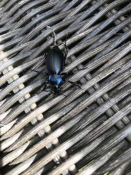 Image of Violet Ground Beetle