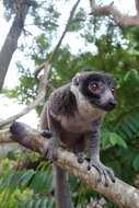 Image of Mongoose Lemur