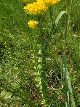 Image of Sebaea sedoides var. sedoides