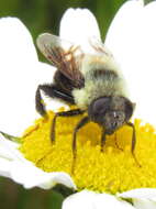 Imagem de Eristalis flavipes Walker 1849