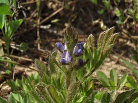 Plancia ëd Lupinus bracteolaris Desr.