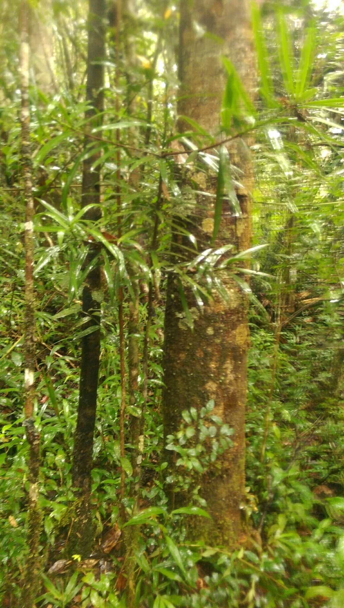 Image of Podocarpus madagascariensis Baker