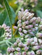 Image of Sourbush seed fly