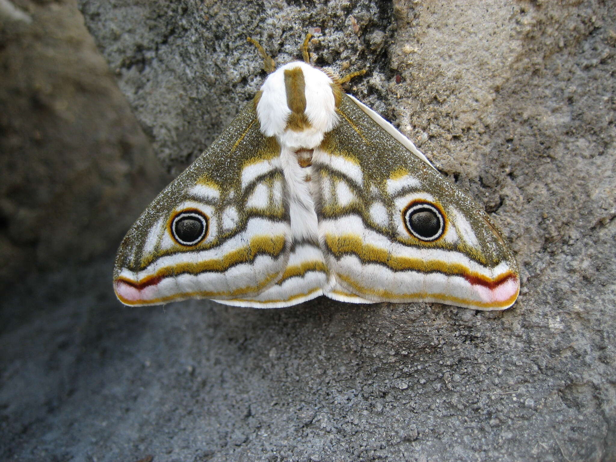 Image of Southern Marbled Emperor