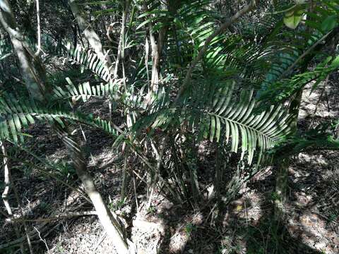 Image of Ground Cycad