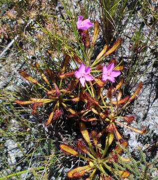 Image of Drosera ramentacea Burch. ex DC.