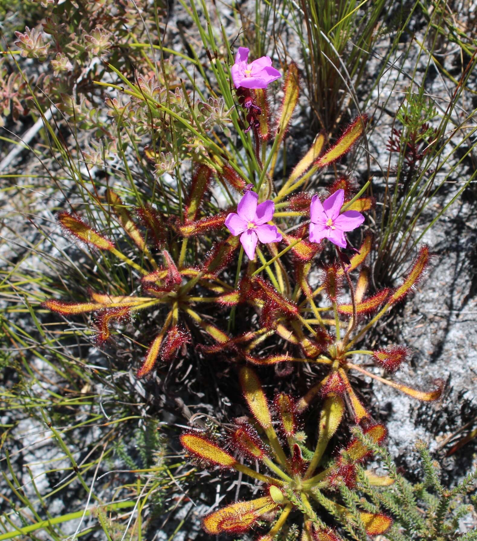 Drosera ramentacea Burch. ex DC.的圖片