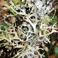 Image of ring lichen