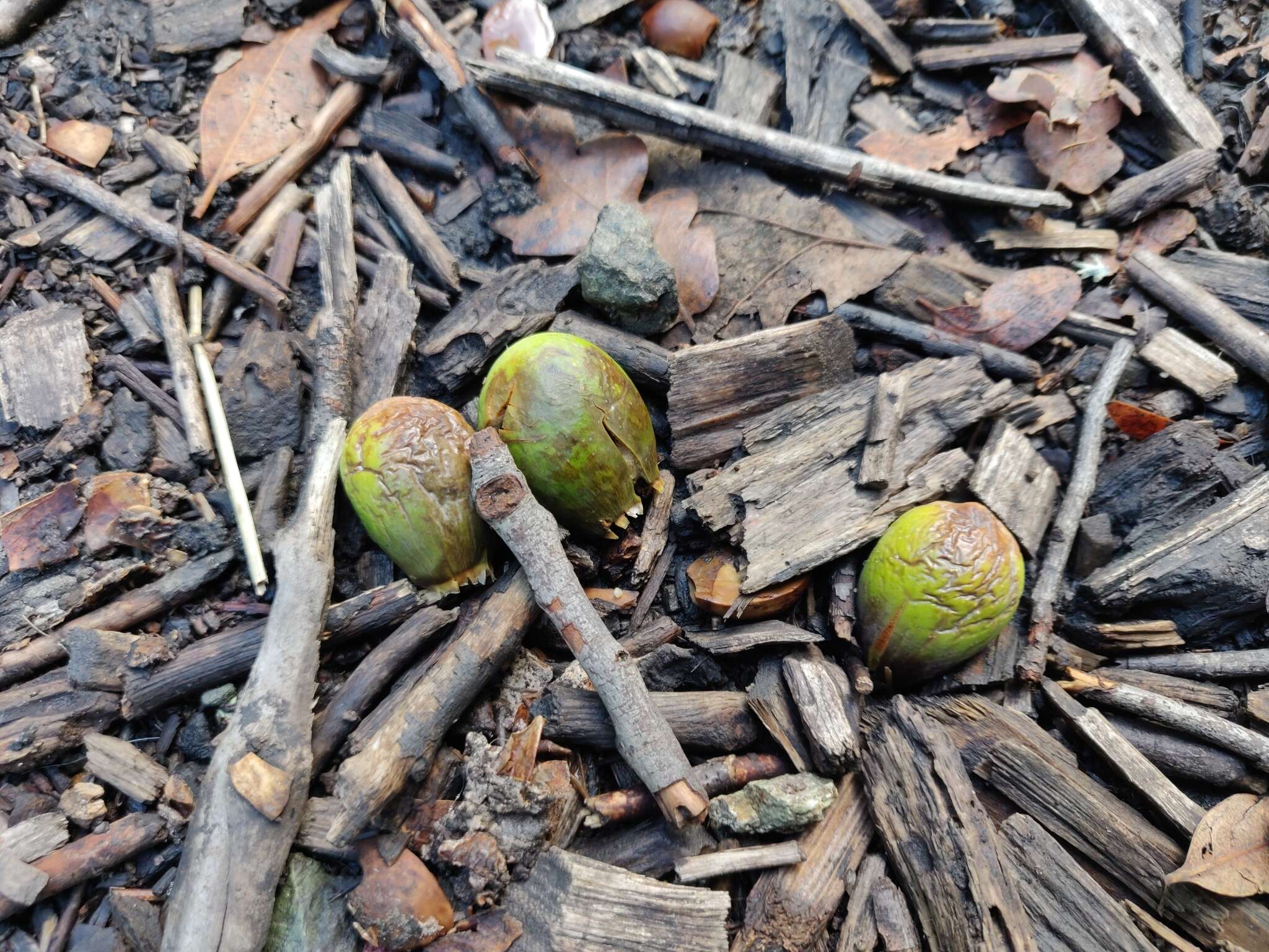 Image of California laurel