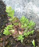 Image of Neobartsia pedicularoides (Benth.) Uribe-Convers & Tank