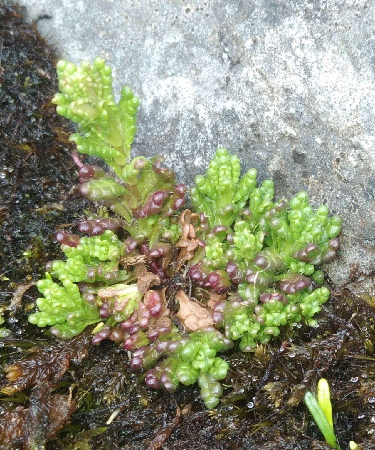 Image of Neobartsia pedicularoides (Benth.) Uribe-Convers & Tank